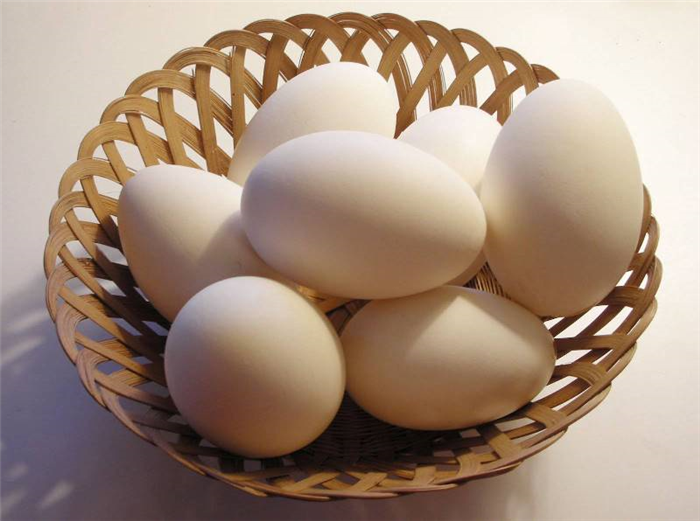 Домашняя ферма: начало яйцекладки у гусей