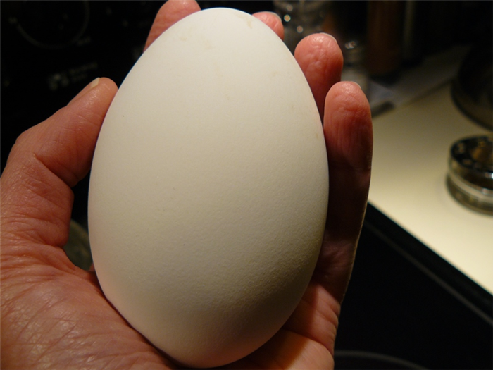 Домашняя ферма: начало яйцекладки у гусей