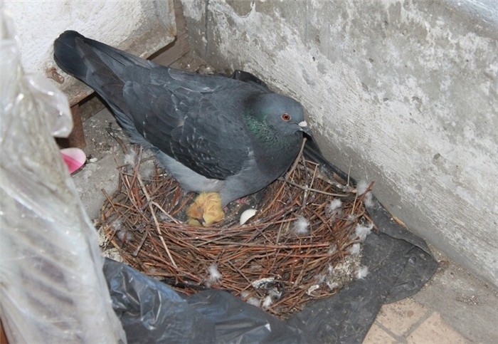 Откуда взялись голуби в больших городах по всему миру, и где они прячут птенцов