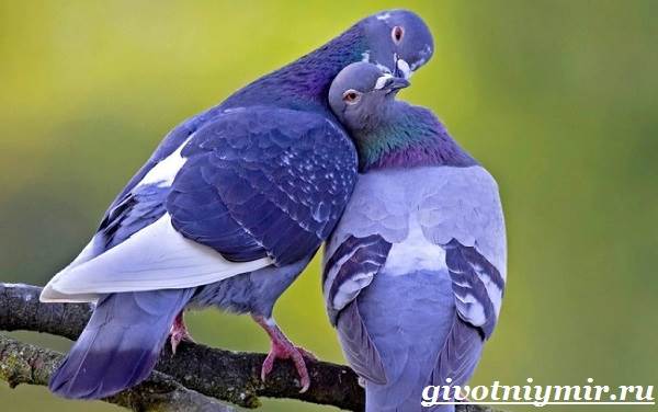 Голубь-птица-Образ-жизни-и-среда-обитания-голубя-1