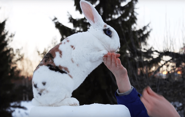 дрессировка кроликов