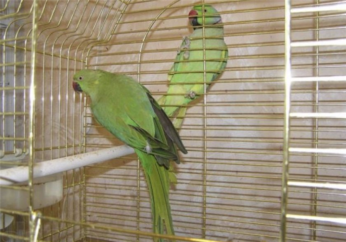Ожереловые попугаи в клетке