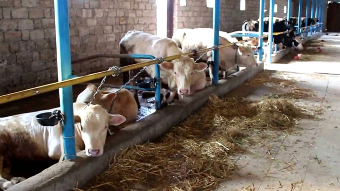 коровы отдыхают в сарае