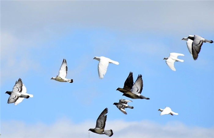 Стая летящих голубей