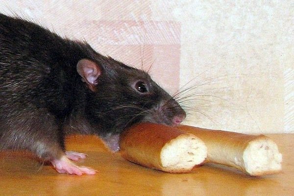 болезнь от укуса крыс