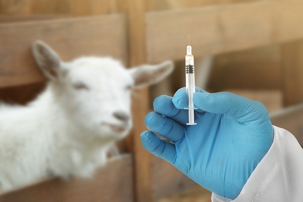 Лечение козы