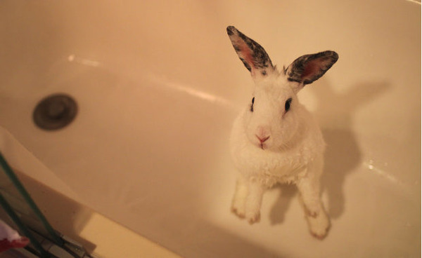Декоративный кролик в ванной