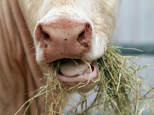 Что такое жвачка коровы?
