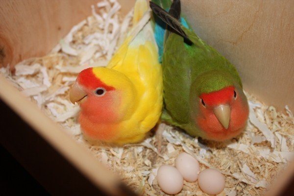 Попугай откладываниет яица