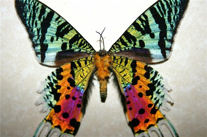 Мадагаскарская Урания бабочка