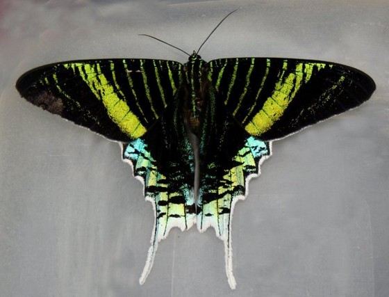 Бабочка Урания - космическая красота