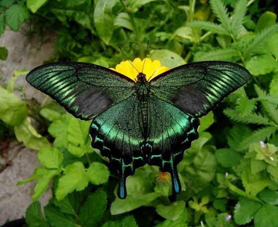 Парусник Маака одна из самых красивых бабочек в России