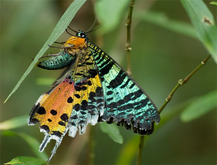 10 самых красивых бабочек в мире