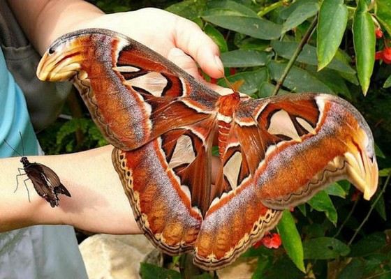 Бабочка Князь Тьмы входит в число самых красивых