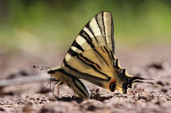 Хвостоносец некоторые называют самой красивой бабочкой