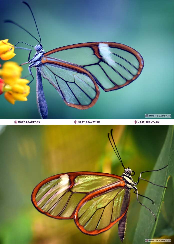 Самые красивые бабочки: Грета Ото (CC0)