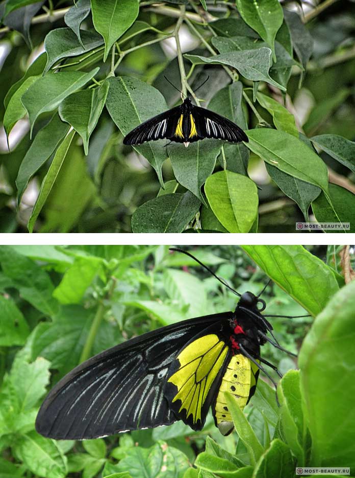 Самые красивые бабочки: Золотая птицекрылка (CC0)