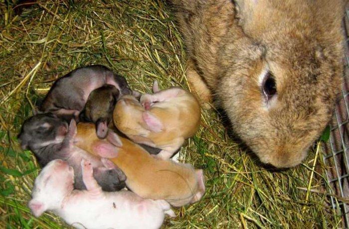 крольчиха кормит крольчат
