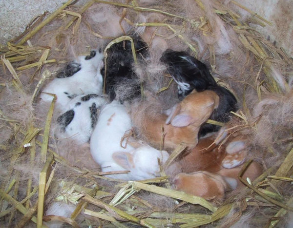 Гнездо для крольчат.