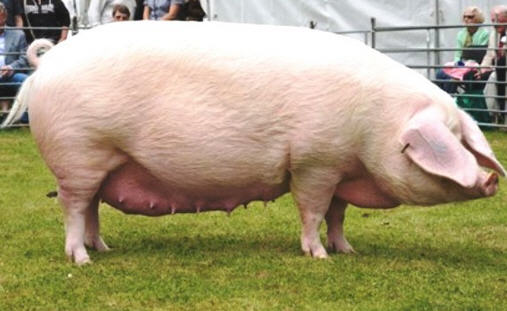 разведение свиней