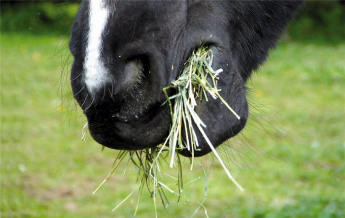 Лошадь ест