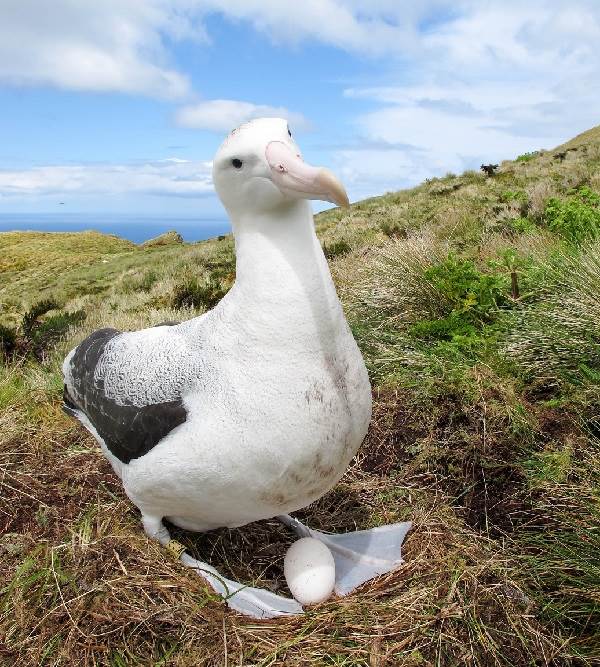 Альбатрос-птица-Описание-особенности-образ-жизни-и-среда-обитания-альбатроса-9