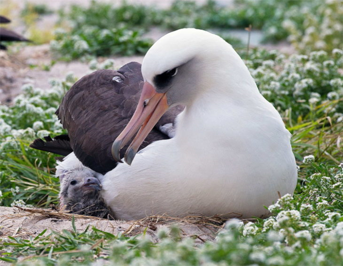 как размножается альбатрос