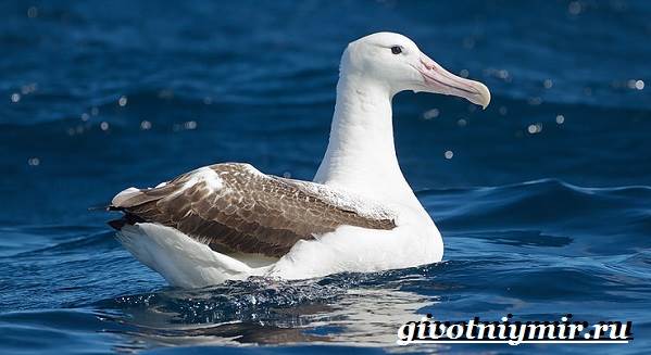 Альбатрос-птица-Образ-жизни-и-среда-обитания-альбатроса-1