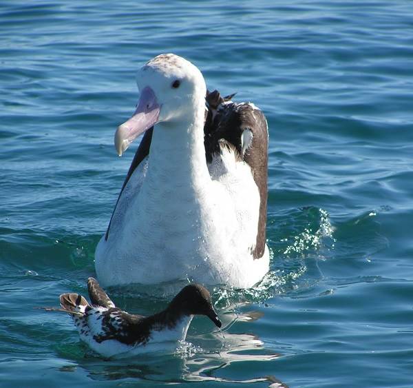 Альбатрос-птица-Описание-особенности-образ-жизни-и-среда-обитания-альбатроса-7