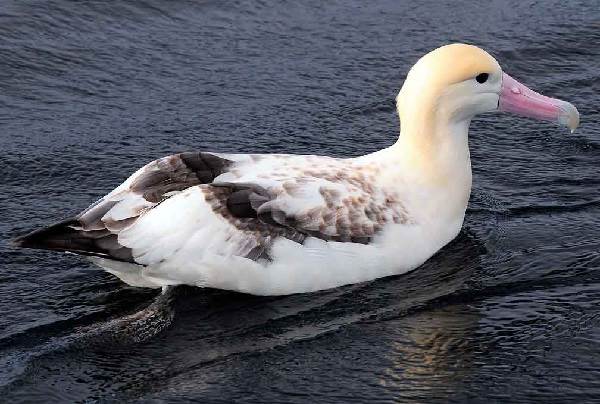 Альбатрос-птица-Описание-особенности-образ-жизни-и-среда-обитания-альбатроса-13