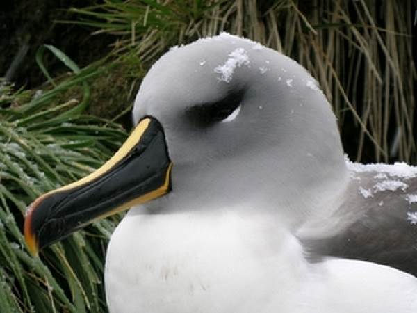 Альбатрос-птица-Описание-особенности-образ-жизни-и-среда-обитания-альбатроса-12