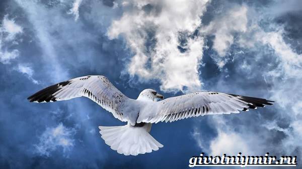 Альбатрос-птица-Образ-жизни-и-среда-обитания-альбатроса-3
