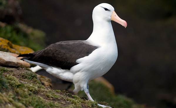 Альбатрос-птица-Описание-особенности-образ-жизни-и-среда-обитания-альбатроса-8
