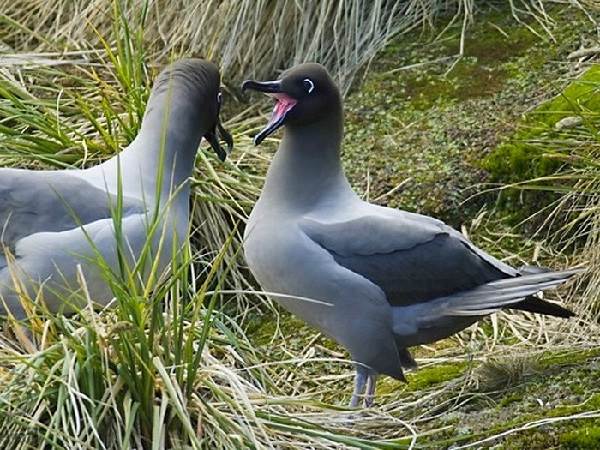 Альбатрос-птица-Описание-особенности-образ-жизни-и-среда-обитания-альбатроса-10