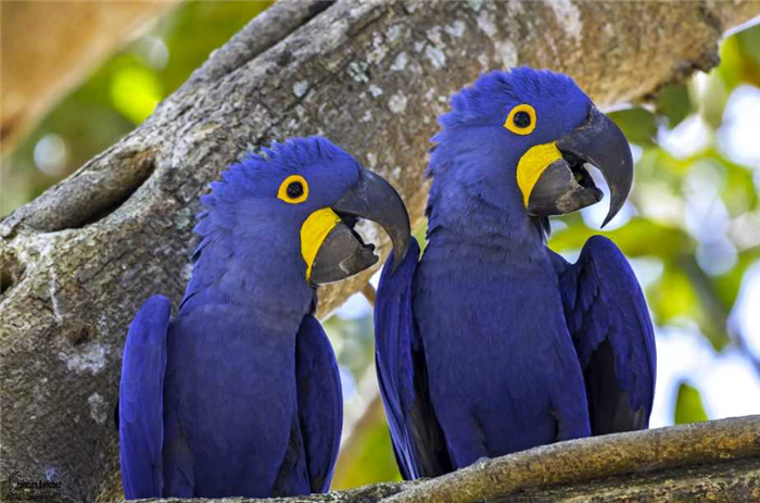 гиацинтовый серо голубой ара 