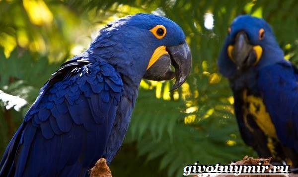 Гиацинтовый-ара-попугай-Образ-жизни-и-среда-обитания-гиацинтового-ары-2