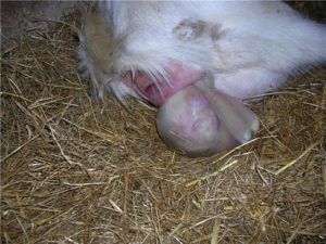 Процесс родов козы