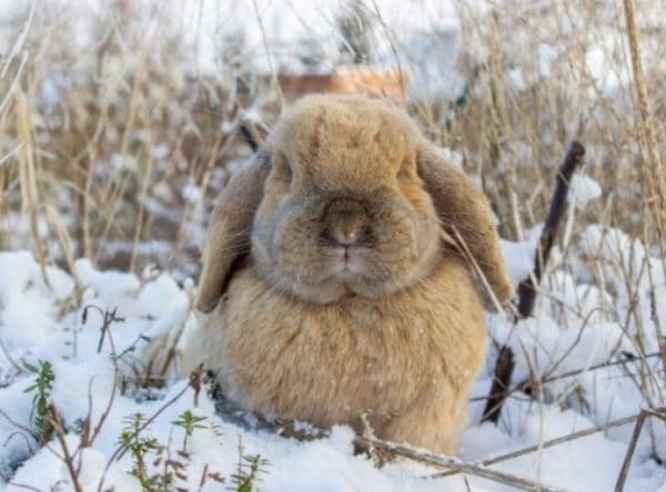 Оптимальной температурой для содержания кролиководы со стажем называют показатели от +10 до +18 °С