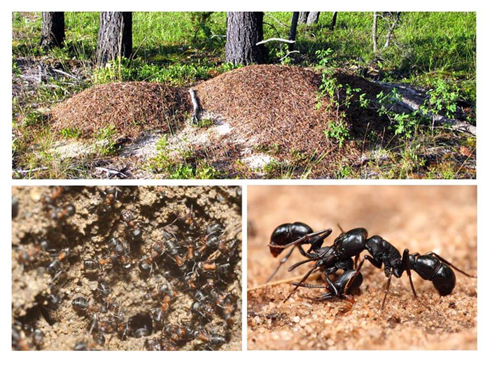 Жизнь муравейника
