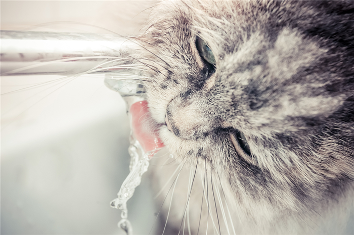 Почему кот не пьет воду: опасные причины