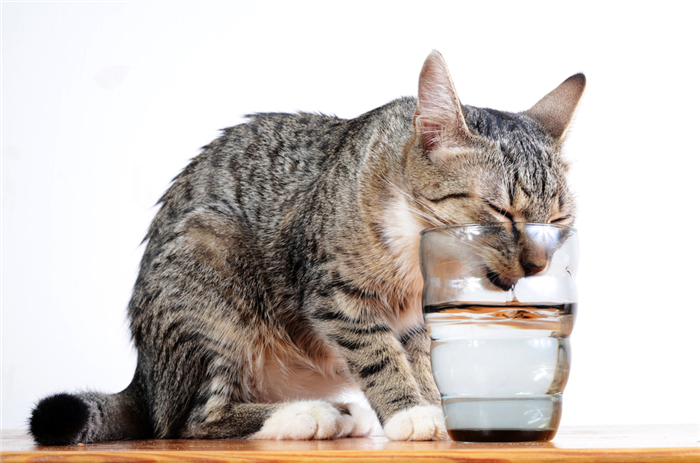 По какой причине кошка не пьет воду