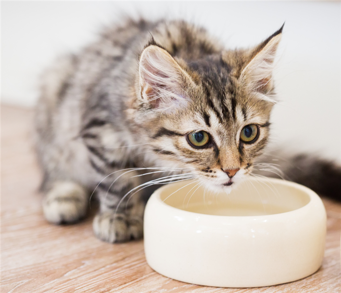 Почему кошка не пьет воду – неопасные причины