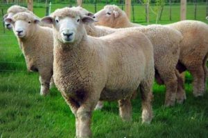 Ромни марш овцы 