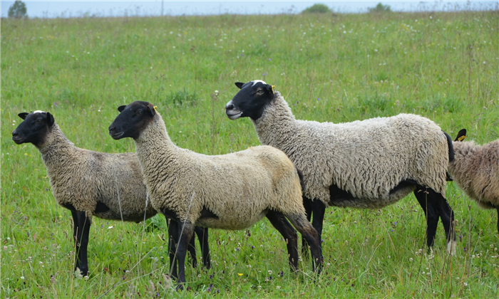 латвийская темноголовая порода овец 