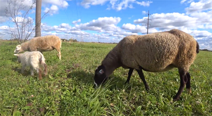 Породы овец мясного направления в России