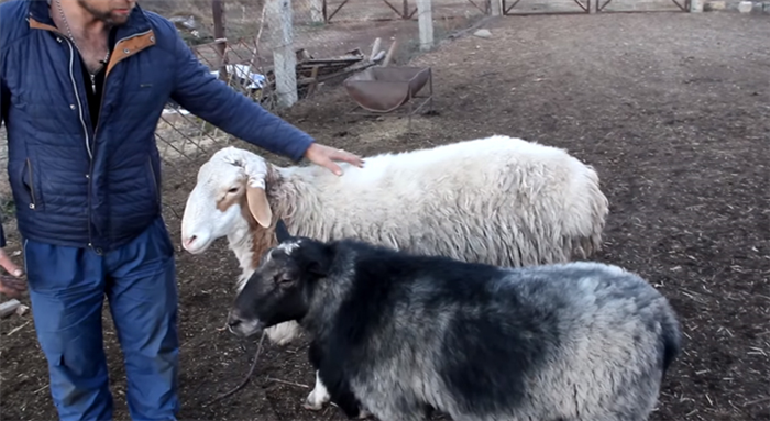Породы овец мясного направления в России