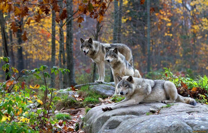Волк - зверь серьезный. |Фото: fishki.net.