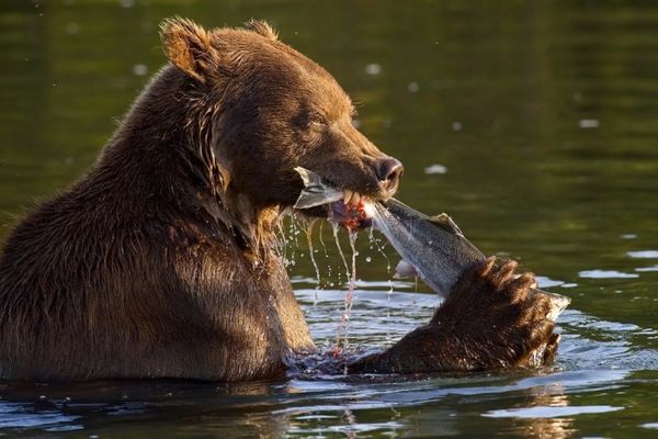 Чем питаются медведи: рацион белого и бурого медведей в природе