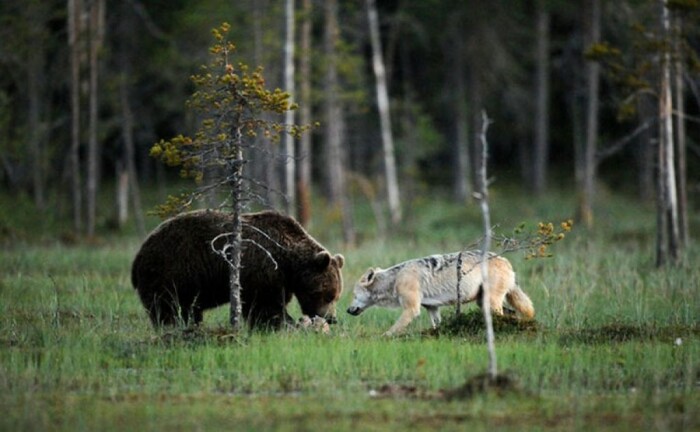 Медведи объедают волков и иногда на них нападают. |Фото: sovet-ok.ru.