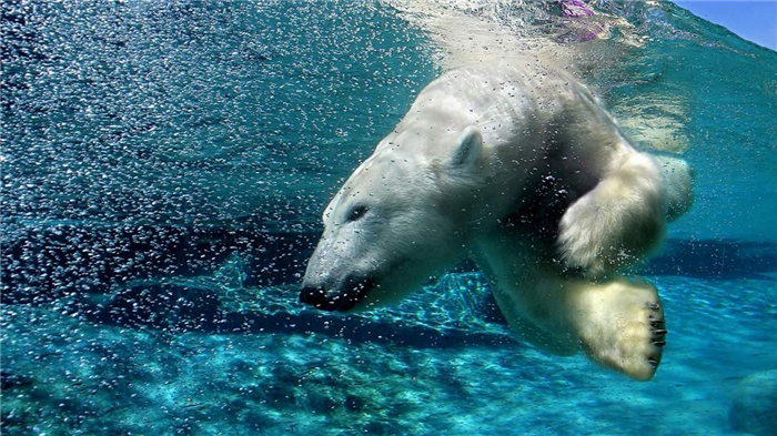 Белый медведь добывает пищу не только на суше, но и в воде.